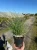 miskant-chinski-strictus-dwarf3-floravi.pl