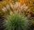 miskant-chinski-kleine-silberspinne1-floravi.pl