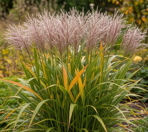 miskant-chinski-kleine-silberspinne2-floravi.pl
