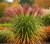 miskant-chinski-red-cloud2-floravi.pl