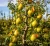 Grusza-Bonkreta-Williamsa1-floravi.pl