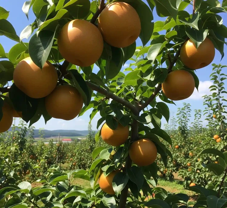 grusza-azjatycka-jablonio-grusza-nashi3-floravi.pl