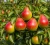 grusza-lipcowka-kolorowa1-floravi.pl