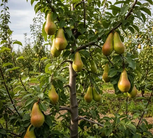 Grusza-Konferencja1-floravi.pl