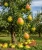 grusza-lukasowka1-floravi.pl