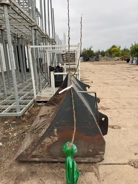 Grusza-drzewko-balot-floravi.pl