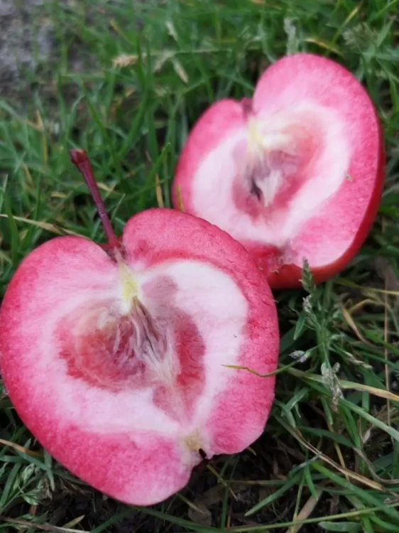 jablon-czerwonomiazszowa1-floravi.pl