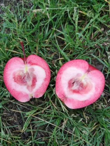 jablon-czerwonomiazszowa2-floravi.pl