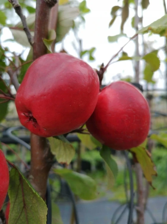 jablon-czerwonomiazszowa3-floravi.pl