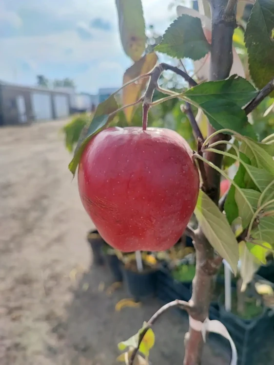 jablon-gloster3-floravi.pl