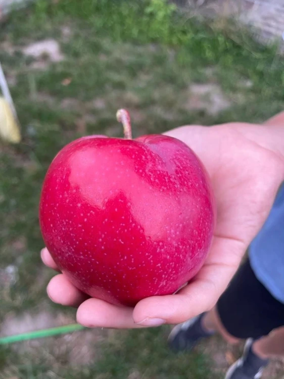 jablon-malinowka-oberlandzka3-floravi.pl