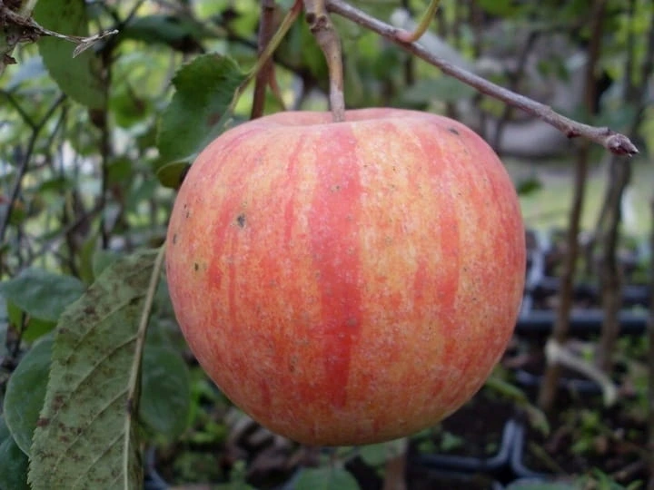 jablon-koksa-pomaranczowa2-floravi.pl