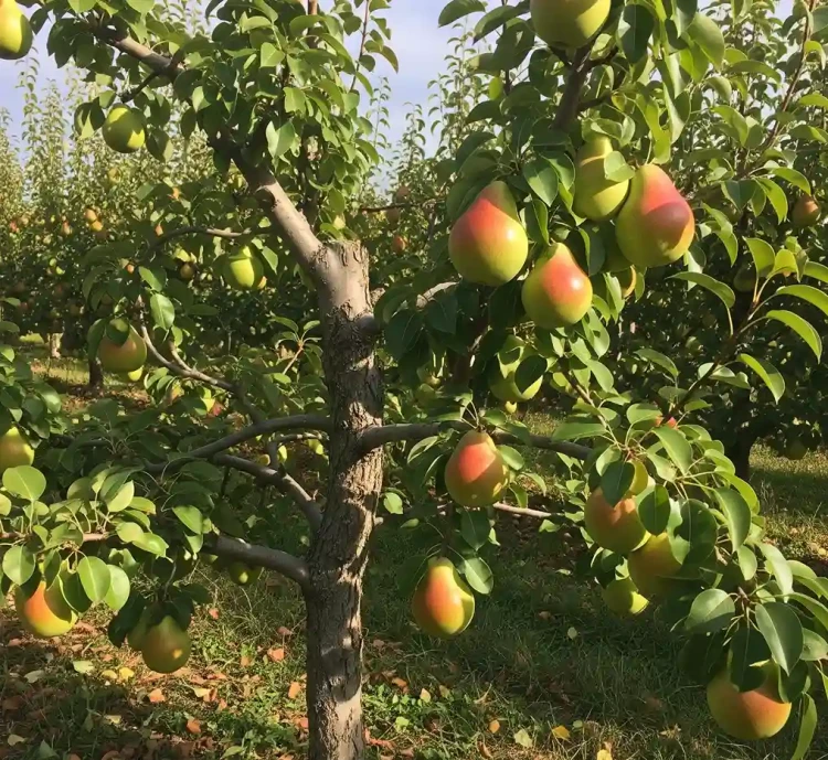 grusza-carola3-floravi.pl