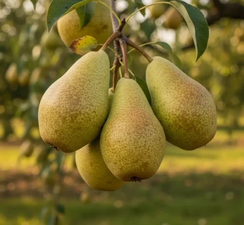 grusza-salisbury1-floravi.pl
