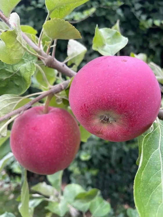 jablon-early-geneva-czerwona-papierowka2-floravi.pl