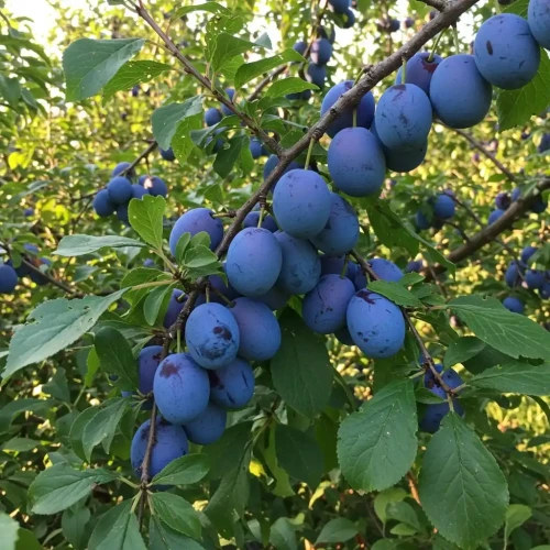 sliwa-wegierka-dabrowicka1-floravi.pl