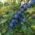 sliwa-wegierka-dabrowicka1-floravi.pl