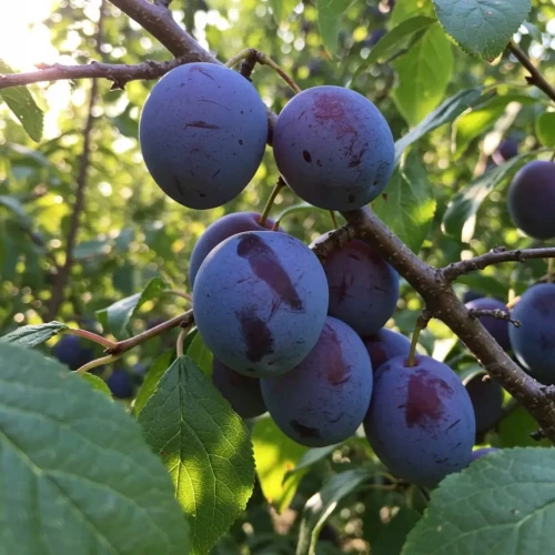 sliwa-cacanska-lepotica1-floravi.pl