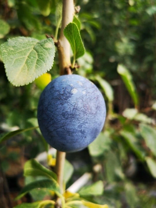 sliwa-cacanska-lepotica3-floravi.pl