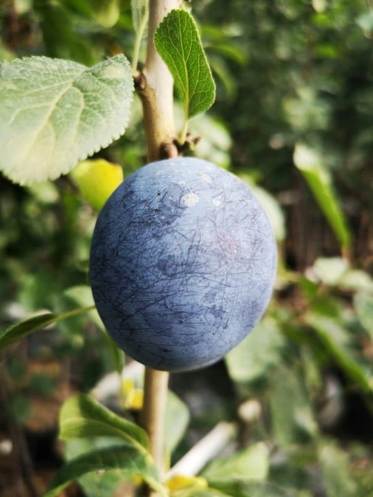 sliwa-cacanska-lepotica2-floravi.pl