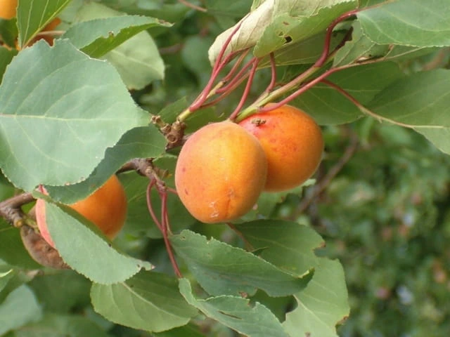 morela-luizeta3-floravi.pl