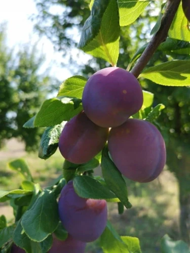 sliwa-cacanska-rana2-floravi.pl