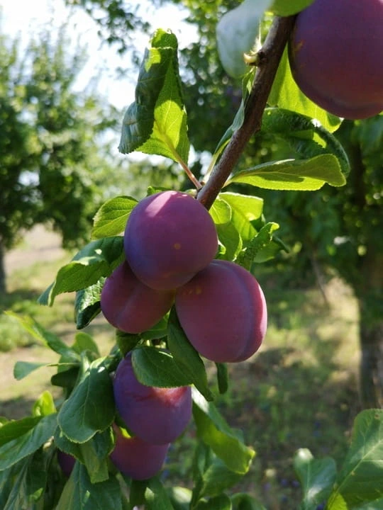 sliwa-cacanska-rana3-floravi.pl
