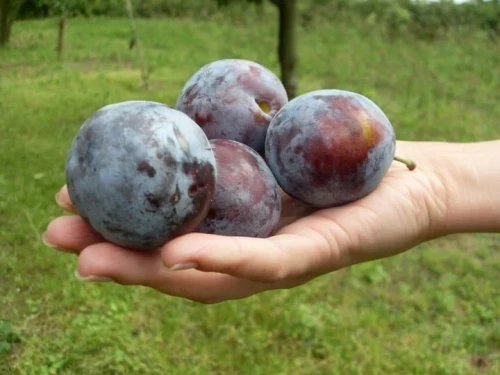 sliwa-president2-floravi.pl