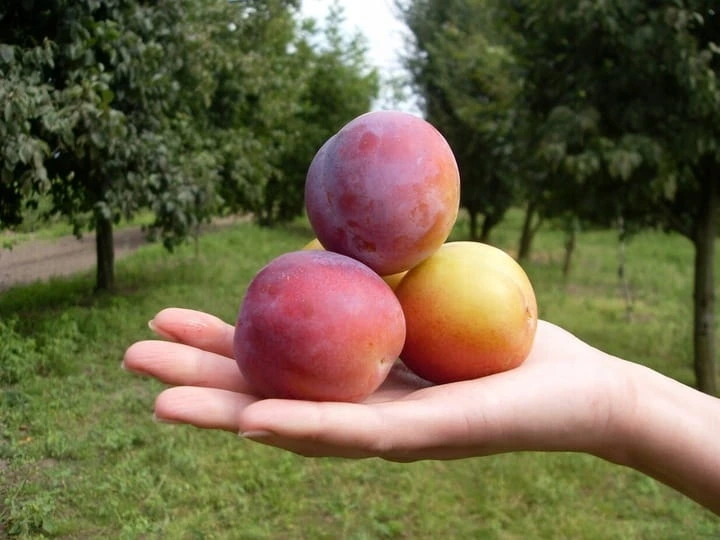 sliwa-brzoskwiniowa1-floravi.pl