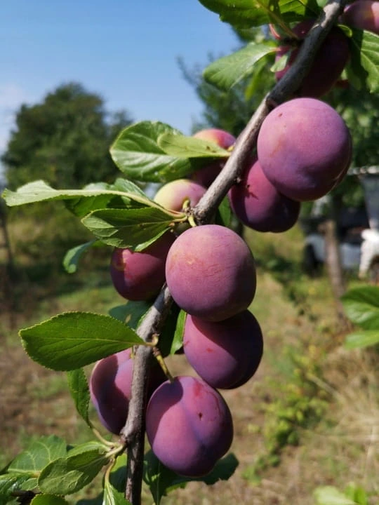 sliwa-brzoskwiniowa3-floravi.pl
