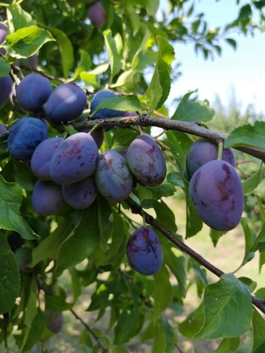 sliwa-wegierka-wczesna3-floravi.pl