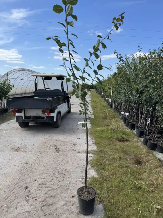 Sliwa-drzewko-floravi.pl