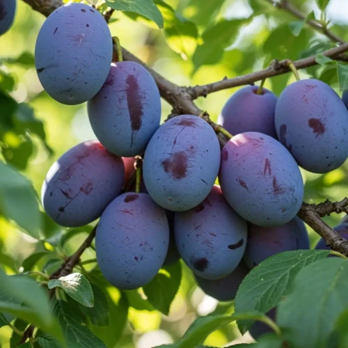 sliwa-wegierka-zwykla1-floravi.pl