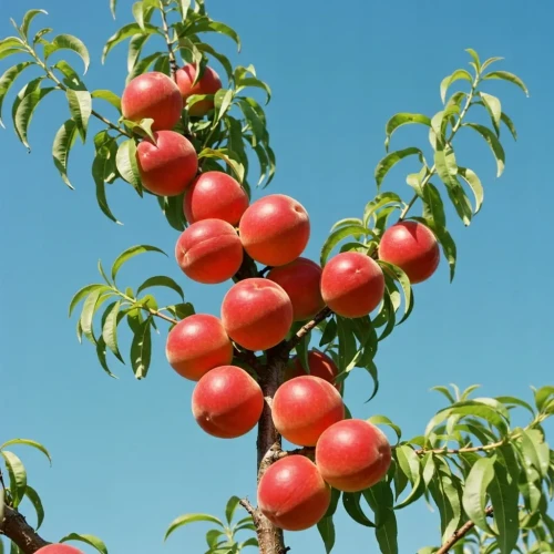 brzoskwinia-redhaven1-floravi.pl