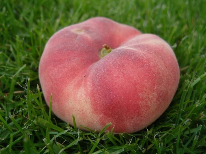 brzoskwinia-saturn-ufo2-floravi.pl