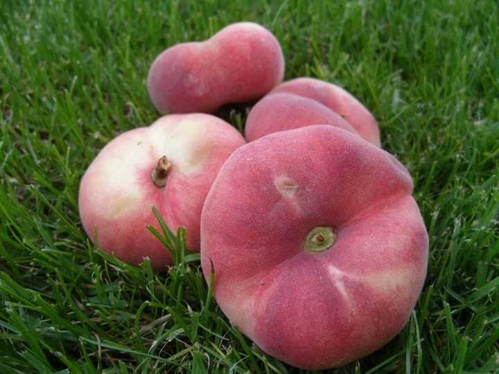 brzoskwinia-saturn-ufo3-floravi.pl