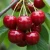 wisnia-pandy1-floravi.pl