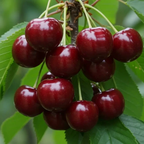 wisnia-nefris2-floravi.pl