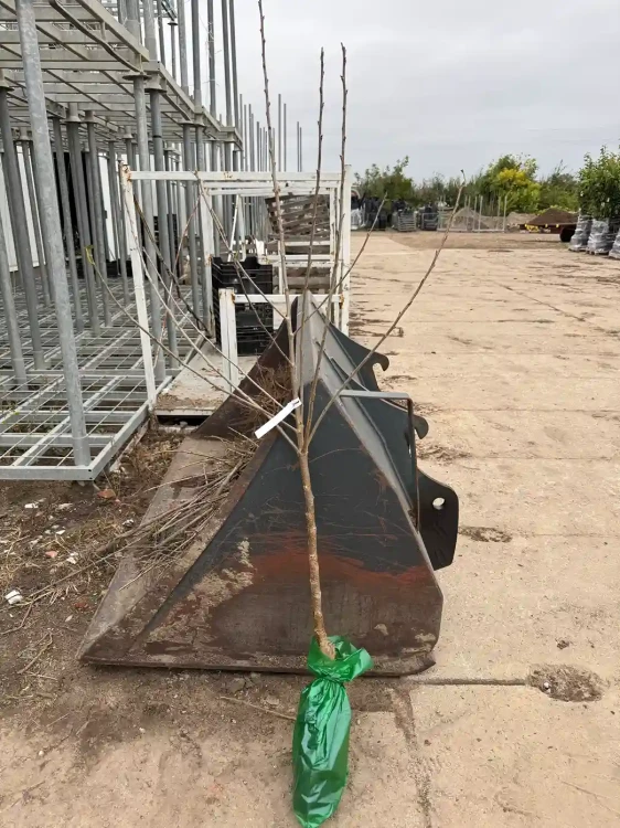 wisnia-drzewko-balot-floravi.pl