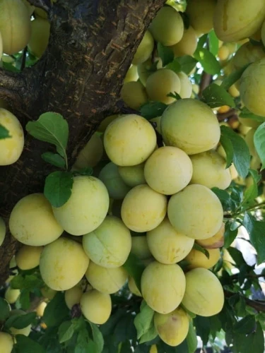 sliwa-japonska-shiro2-floravi.pl