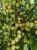 sliwa-japonska-shiro3-floravi.pl
