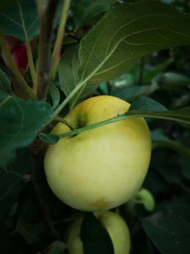 jablon-papierowka-oliwka-zolta2-floravi.pl