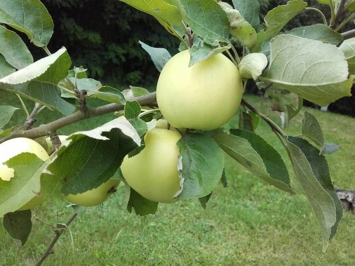 jablon-kosztela3-floravi.pl