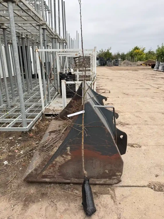 sliwa-japonska-drzewko-balot-floravi.pl