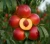 nektaryna-red-gold1-floravi.pl
