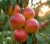 nektaryna-red-gold2-floravi.pl