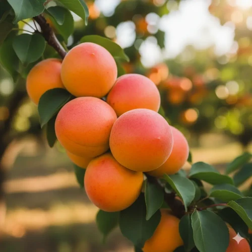 morela-harlayne2-floravi.pl