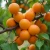 morela-bergeron1-floravi.pl