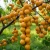 morela-bergeron2-floravi.pl