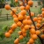 morela-early-orange2-floravi.pl